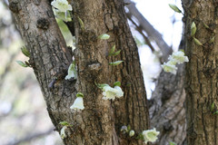 Parmentiera cereifera